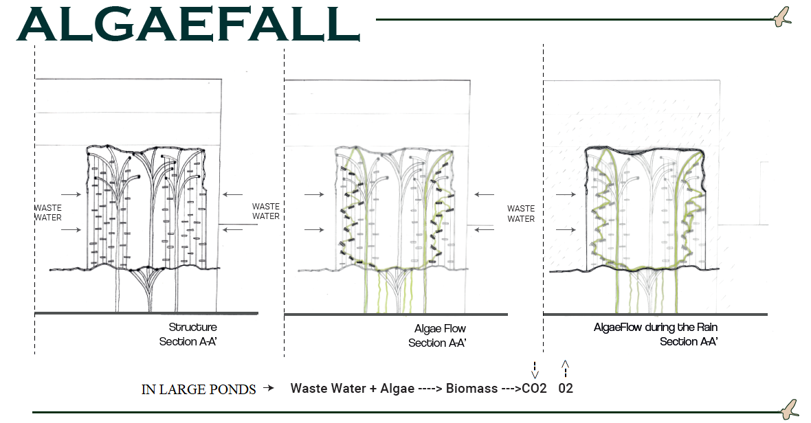 WATER ACTION: THE #ALGAEFALL #GRAYWATERISAMUST BY M. TOPRAK CILIZLAR & MELİKE ERSOY, PhD.