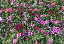 THANK YOU TO ALL for the 2023 Received Donations, Via Zelle