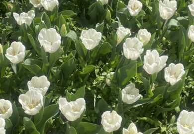 LMGlobal.Org Thanks to the donors of the January 2024